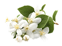 Hedione