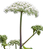 Angelica