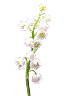 Lilly Of The Valley