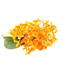 Osmanthus 